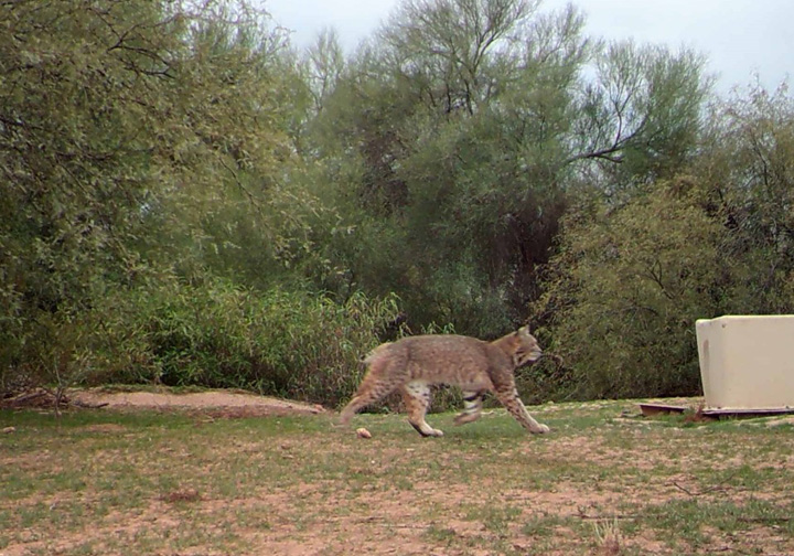 Providing a space for local biodiversity to thrive
