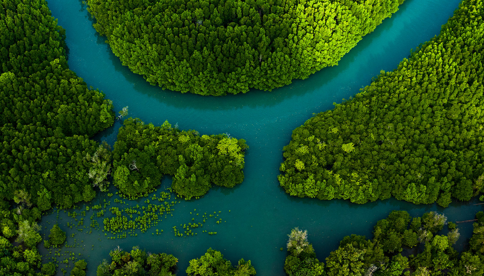 Green forest with river running through