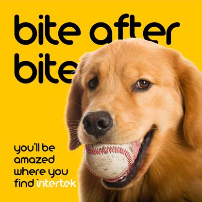 A dog with a baseball in its mouth